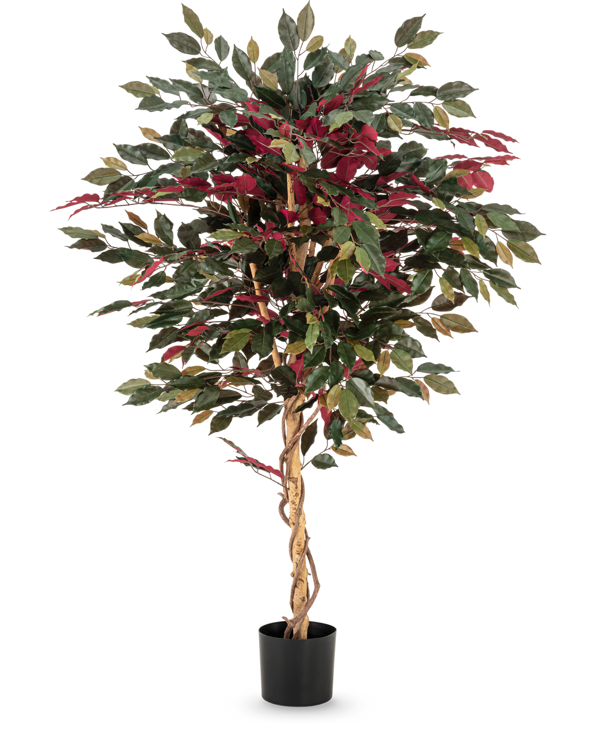Die Kunstpflanze Ficus grün/rot 150 cm hat einen gedrehten hellbraunen Stamm, grüne und bordeauxrote Blätter und wird in einem schwarzen Topf geliefert – ideal als auffällige Zimmerpflanze vor weißem Hintergrund.