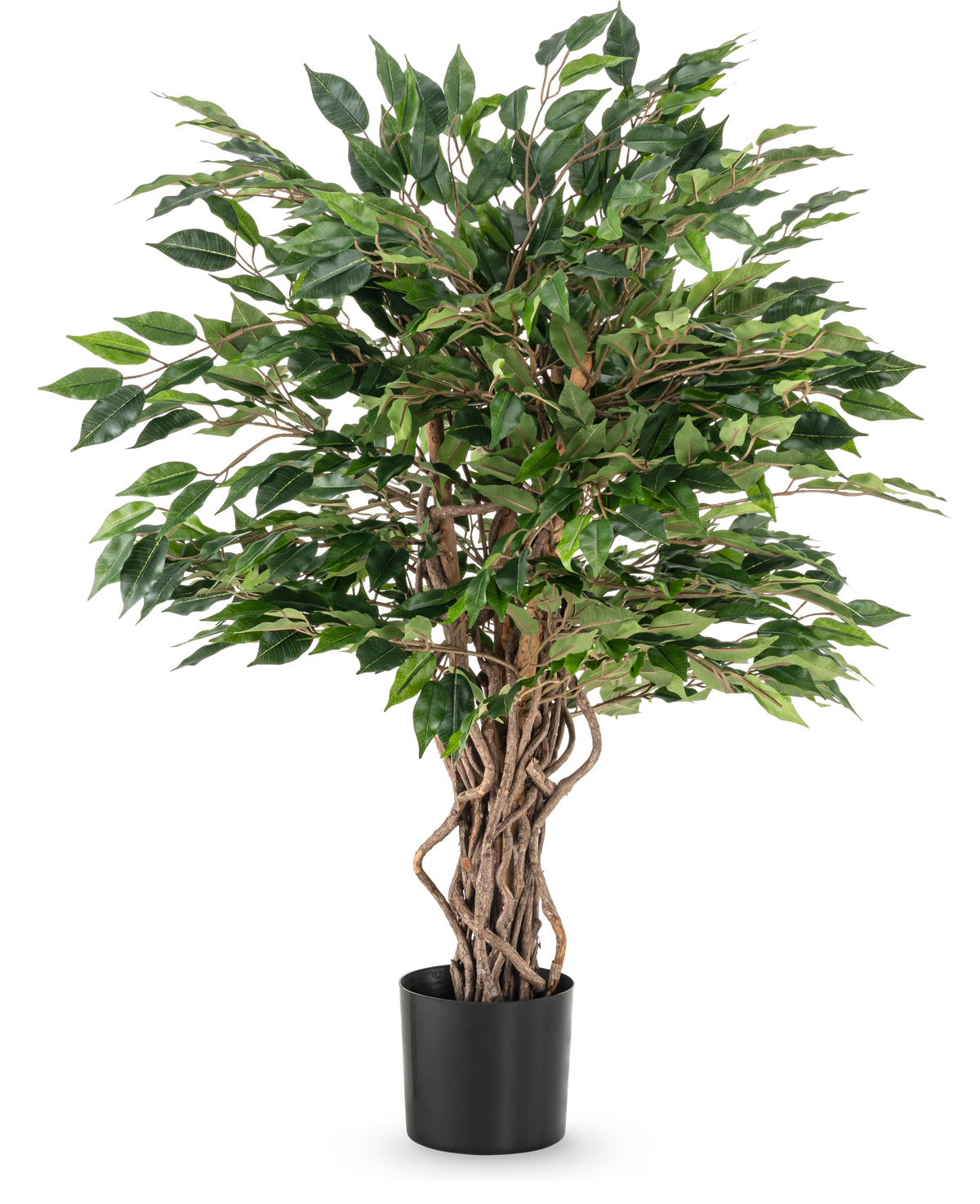 Die Kunstpflanze Ficus Liana 90 cm hat gedrehte braune Stämme und dichte grüne Blätter in einem schwarzen Topf, ideal als Büropflanze oder für jede Ficus-Sammlung, dargestellt vor einem weißen Hintergrund.