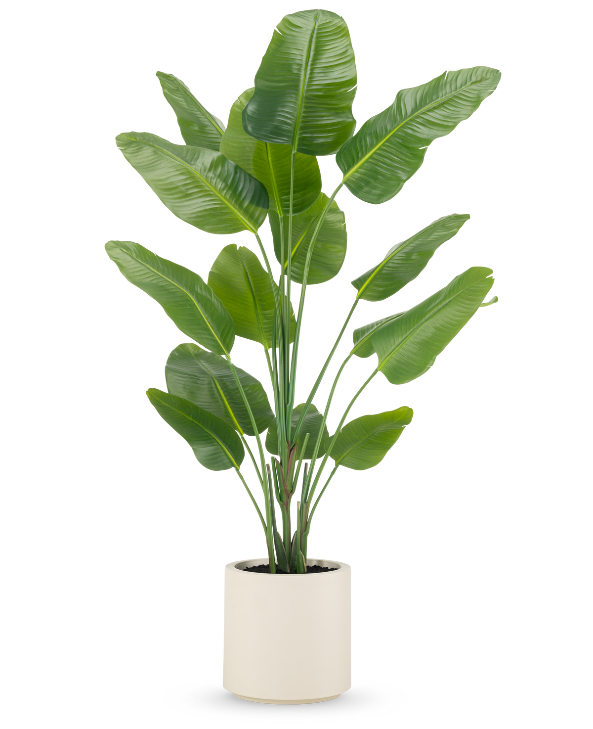Die Kunstpflanze Strelitzia Real Touch 180 cm wird fertig in einem beigen Topf geliefert, mit hohen, aufrechten Stielen mit großen, glänzend grünen Blättern vor einem schlichten weißen Hintergrund.