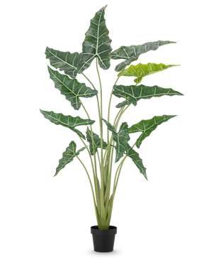 Die Kunstpflanze Alocasia 160 cm ist eine Kunstpflanze im Topf mit langen, aufrechten Stielen und großen, dunkelgrünen Blättern mit auffälligen weißen Adern vor einem schlichten weißen Hintergrund.