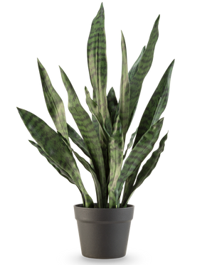 Die Kunstpflanze Sansevieria Zeylanica 71 cm hat lange, aufrechte grüne Blätter mit dunklen Querstreifen, in einem schlichten dunkelgrauen Topf vor einem schlichten weißen Hintergrund.