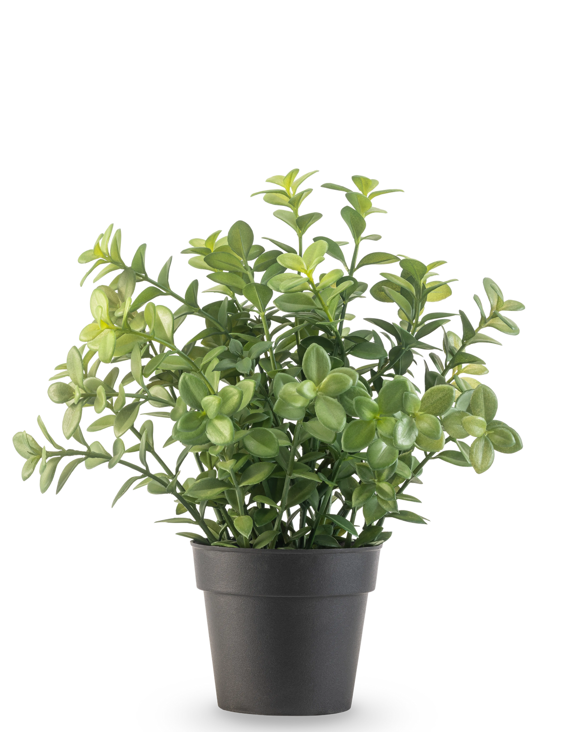 Die Kunstpflanze Eukalyptus 27 cm hat dichte grüne Blätter in einem schlichten dunkelgrauen Topf vor einem schlichten weißen Hintergrund.