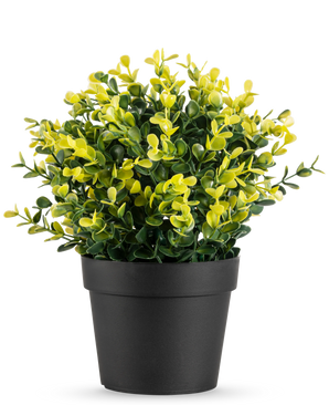 Die Kunstpflanze Buxus gelb im Topf UV 19 cm hat kleine grüne und gelbe Blätter in einem einfachen schwarzen Topf vor einem schlichten weißen Hintergrund.