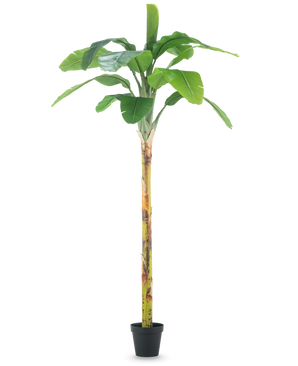 Der Kunstbananenbaum 250 cm ist ein hoher künstlicher Bananenbaum mit breiten grünen Blättern und einem strukturierten Stamm, der in einem kleinen schwarzen Topf auf einem schlichten weißen Hintergrund präsentiert wird.