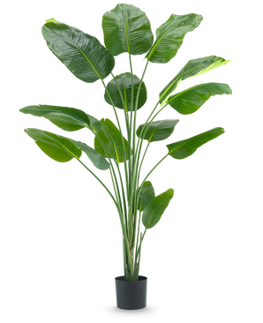 Die Kunstpflanze Strelitzia 210 cm Real Touch hat lange, schlanke Stängel und große, glänzend grüne Blätter vor einem schlichten weißen Hintergrund.