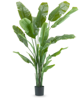 Die Kunstpflanze Strelitzia Nicolai Deluxe 210 cm hat lange, breite grüne Blätter in einem schlichten schwarzen Topf auf weißem Hintergrund. Diese tropische Kunstpflanze verleiht jedem Raum ein üppiges, tropisches Flair.