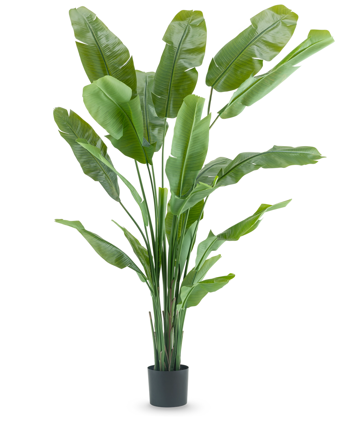 Die Kunstpflanze Strelitzia Nicolai Deluxe 210 cm hat lange, breite grüne Blätter in einem schlichten schwarzen Topf auf weißem Hintergrund. Diese tropische Kunstpflanze verleiht jedem Raum ein üppiges, tropisches Flair.