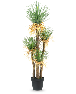 Die Kunstpflanze Yucca Deluxe 182 cm ist eine hohe künstliche Yucca mit mehreren holzigen Stielen und Büscheln aus langen, spitzen grünen Blättern und etwas Gelbfärbung an der Basis, perfekt als Dekoration für jeden Raum.