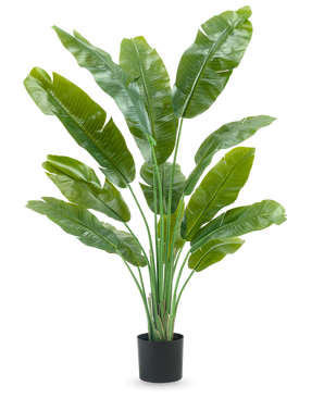 Die Kunstpflanze Strelitzia Nicolai Deluxe 165 cm hat hohe, breite grüne Blätter in einem schwarzen Topf vor weißem Hintergrund – perfekt als grüne Kunstpflanze für Ihr Interieur.