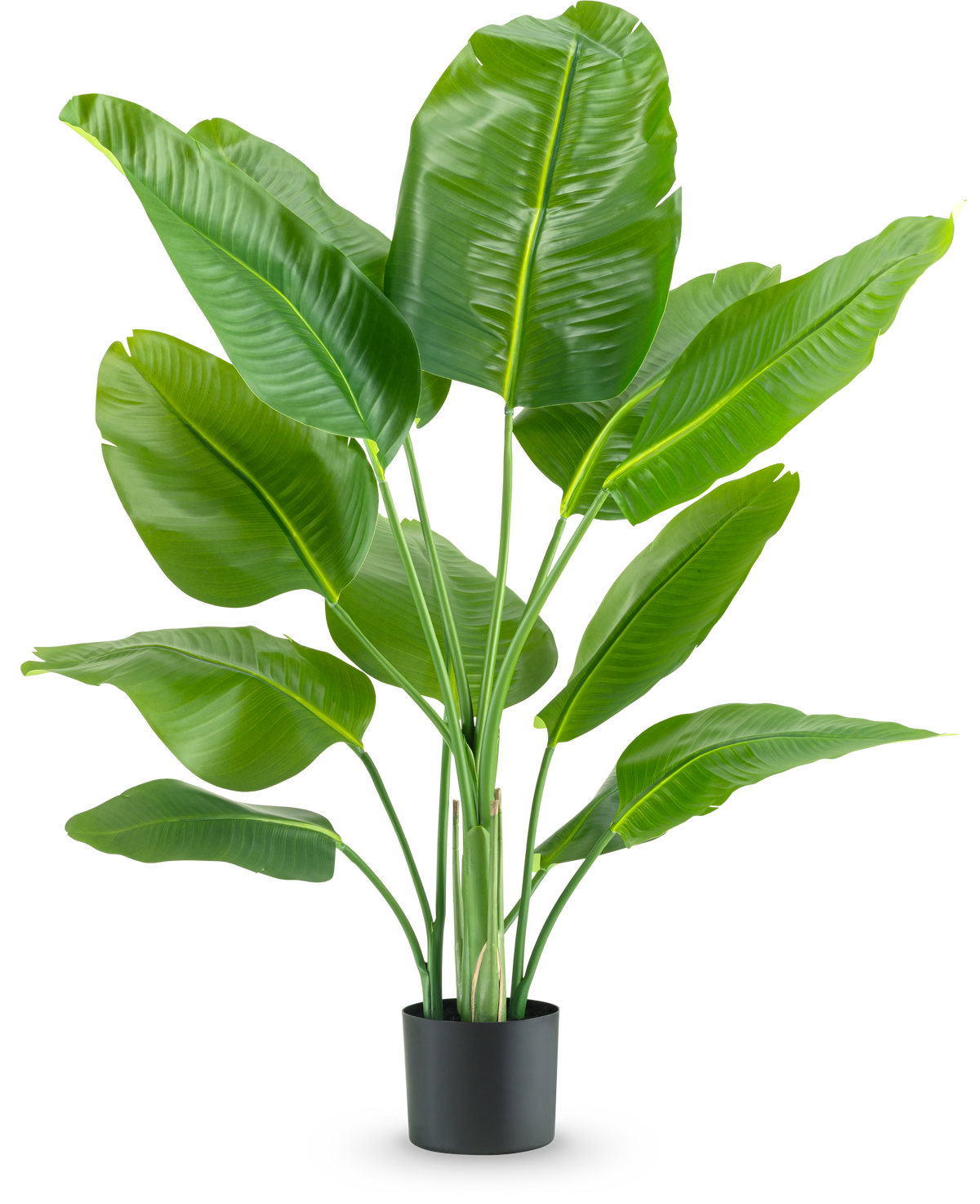 Die Kunstpflanze Strelitzia Real Touch Deluxe 120 cm hat breite, glänzend grüne Blätter an langen Stielen, in einem schlichten schwarzen Topf und vor einem schlichten weißen Hintergrund.