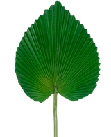 Das künstliche Blatt 81 cm ist ein einzelnes großes grünes Palmenblatt mit einer fächerförmigen, herzähnlichen Form und tiefen, symmetrischen Rillen vor einem schlichten weißen Hintergrund.
