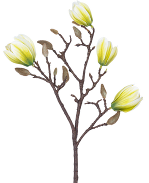 Eine künstliche Blumenmagnolie, 50 cm, weiß/grün, mit vier gelb-weißen Blüten und einer Reihe flauschiger brauner Knospen vor einem weißen Hintergrund.