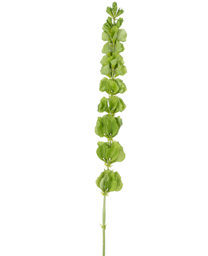Die künstlichen Blumenglocken aus Irland (98 cm) haben einen einzelnen aufrechten grünen Stiel mit mehreren runden grünen Blättern oder Hochblättern, die gleichmäßig über die Länge verteilt sind, auf einem schlichten weißen Hintergrund.