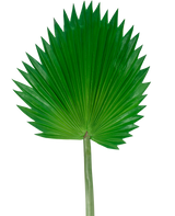 Das künstliche Blatt Washingtonia 83 cm ist ein großes, grünes künstliches Fächerpalmenblatt mit langem Stiel, dargestellt vor einem schlichten weißen Hintergrund.