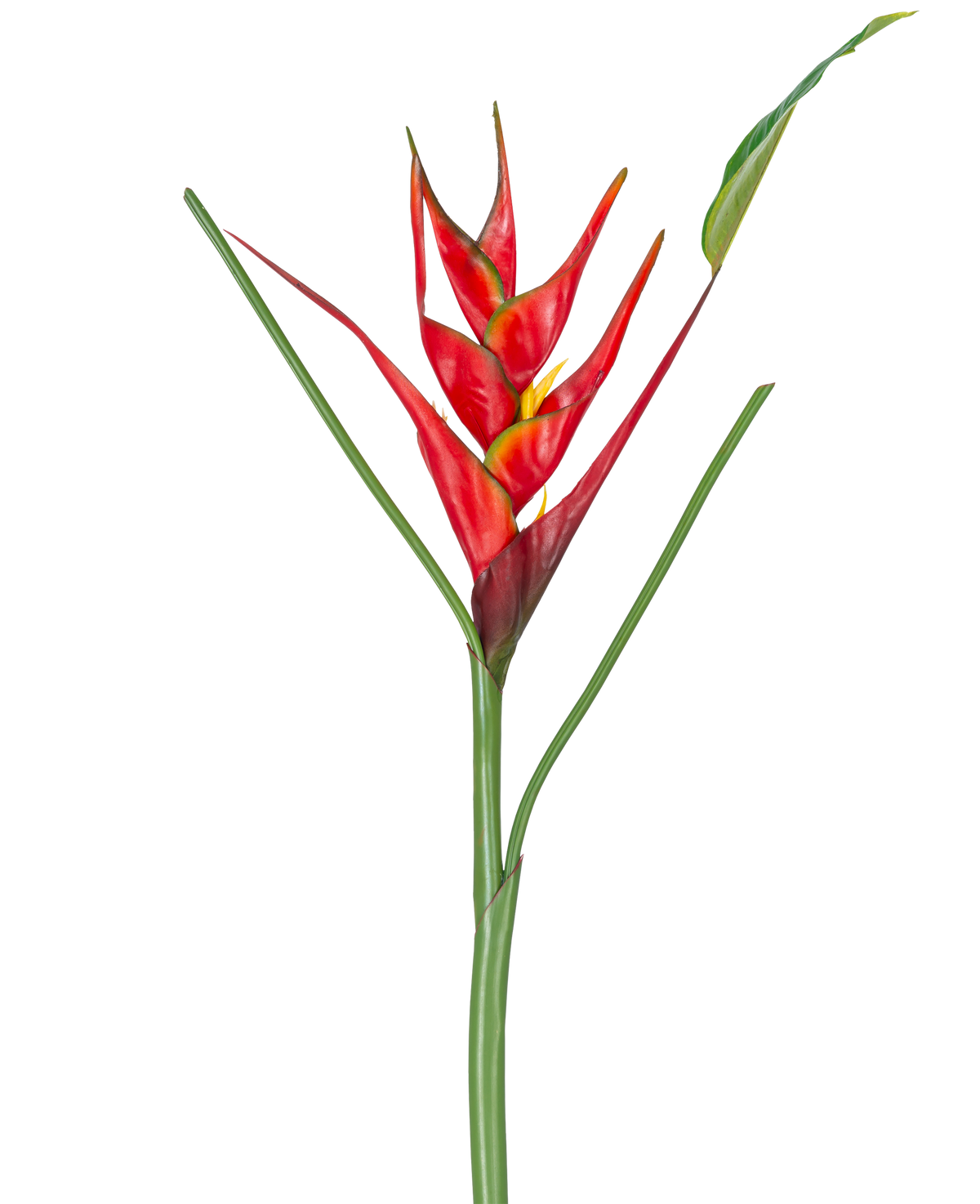 Die künstliche Blume Heliconia 90 cm rot besteht aus einer einzelnen künstlichen Heliconia-Blume mit leuchtend roten und gelben Hochblättern auf einem langen grünen Stiel, komplett mit schlanken Blättern, perfekt für die Präsentation vor einem weißen Hintergrund.