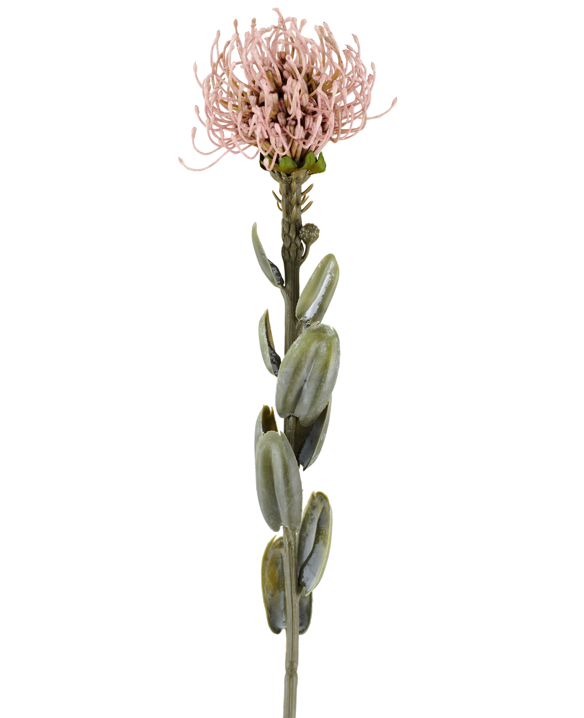 Ein einzelner Stiel der künstlichen Blume Protea 61 cm malvenfarben, mit ovalen grünen Blättern und einer runden, stacheligen hell malvenrosa Blüte an der Spitze, abgebildet vor einem schlichten weißen Hintergrund.