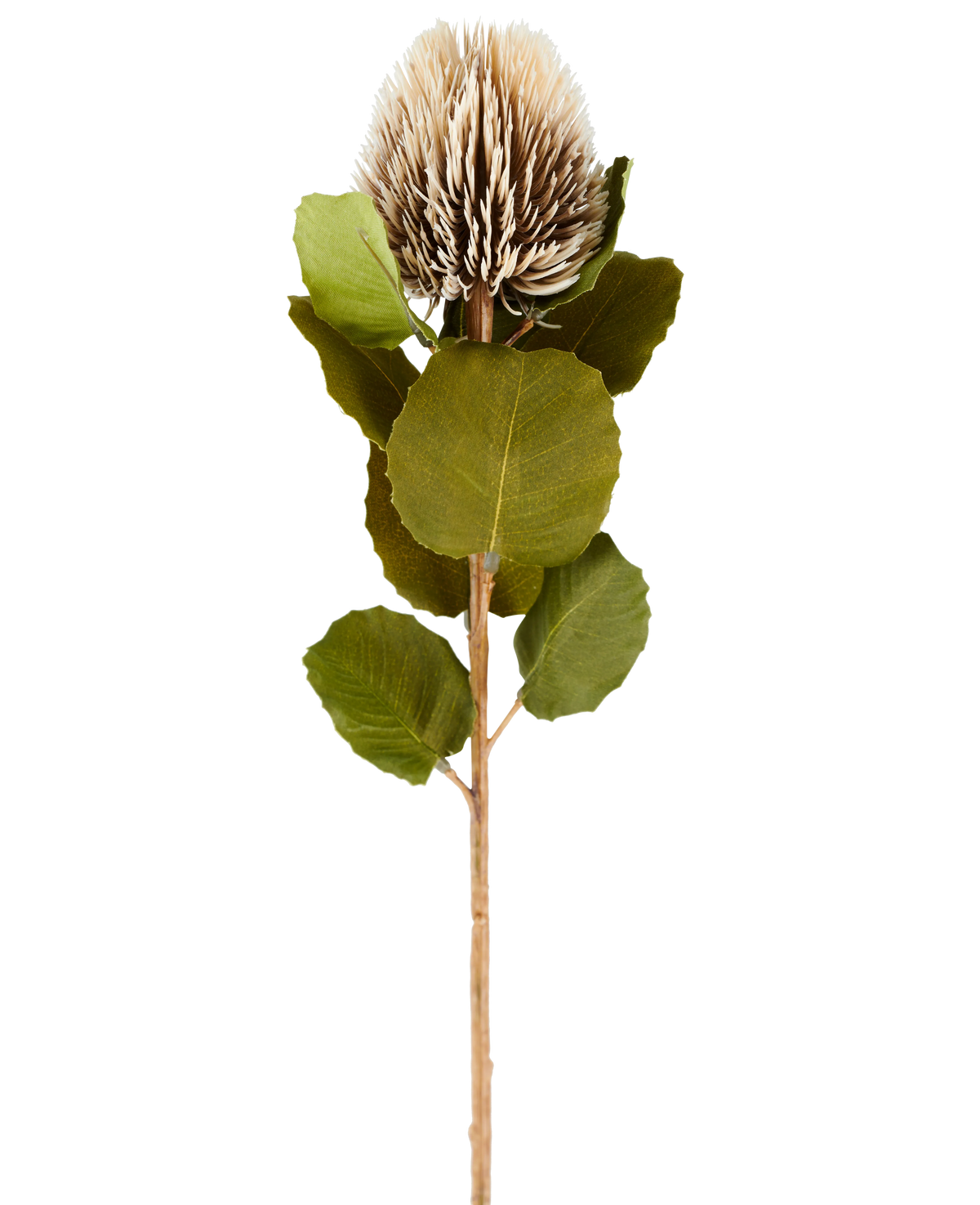 Eine einzelne künstliche Banksia-Blume, 59 cm hoch, in Creme und Braun, mit runden grünen Blättern und einem hellbraunen, stacheligen, kegelförmigen Blütenkopf vor einem schlichten weißen Hintergrund.