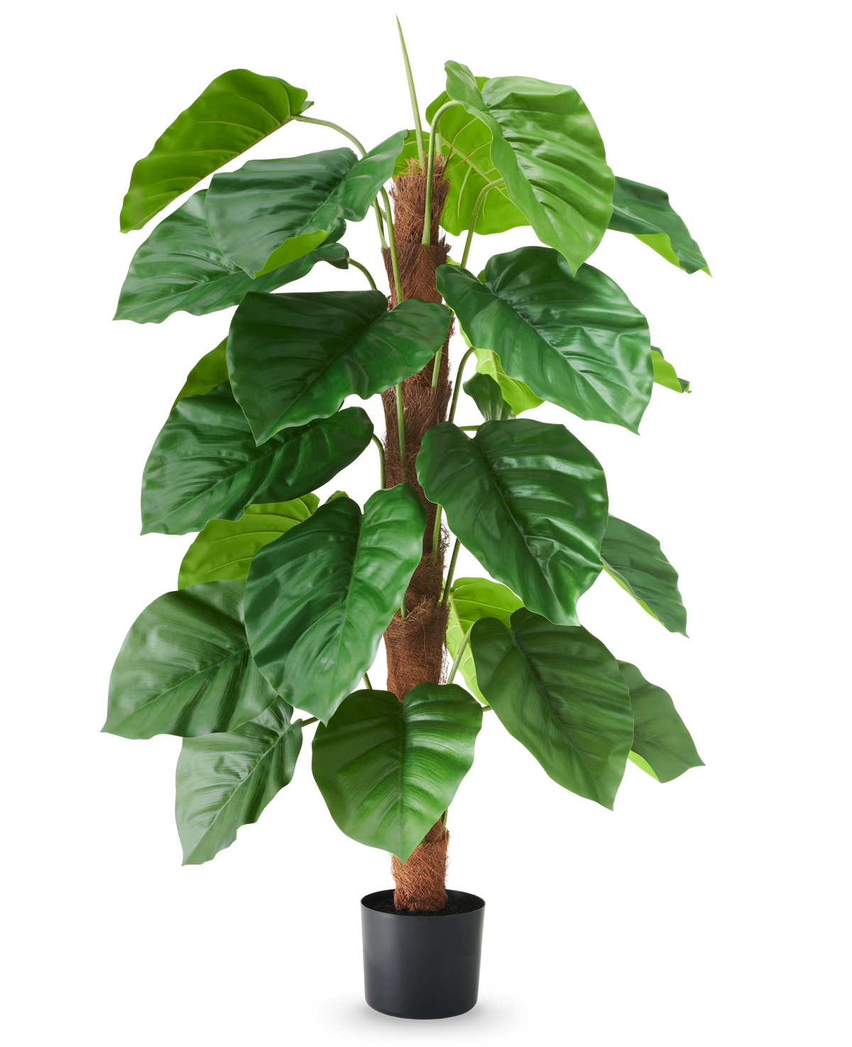 Eine künstliche Pflanze Epipremnum aureum, 120 cm hoch, mit großen, glänzend grünen Blättern in einem schwarzen Topf, dargestellt vor einem schlichten weißen Hintergrund.
