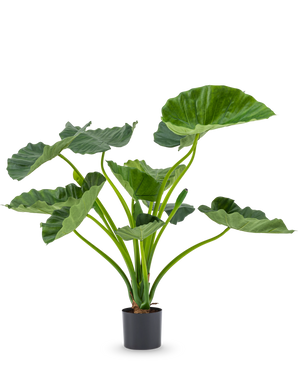 Die Kunstpflanze Alocasia Calioora 80 cm hat große grüne Blätter und kräftige Stiele. Diese lebensechte Kunstpflanze eignet sich perfekt als stilvolle Ergänzung für jedes Interieur und sieht vor einem weißen Hintergrund wunderschön aus.