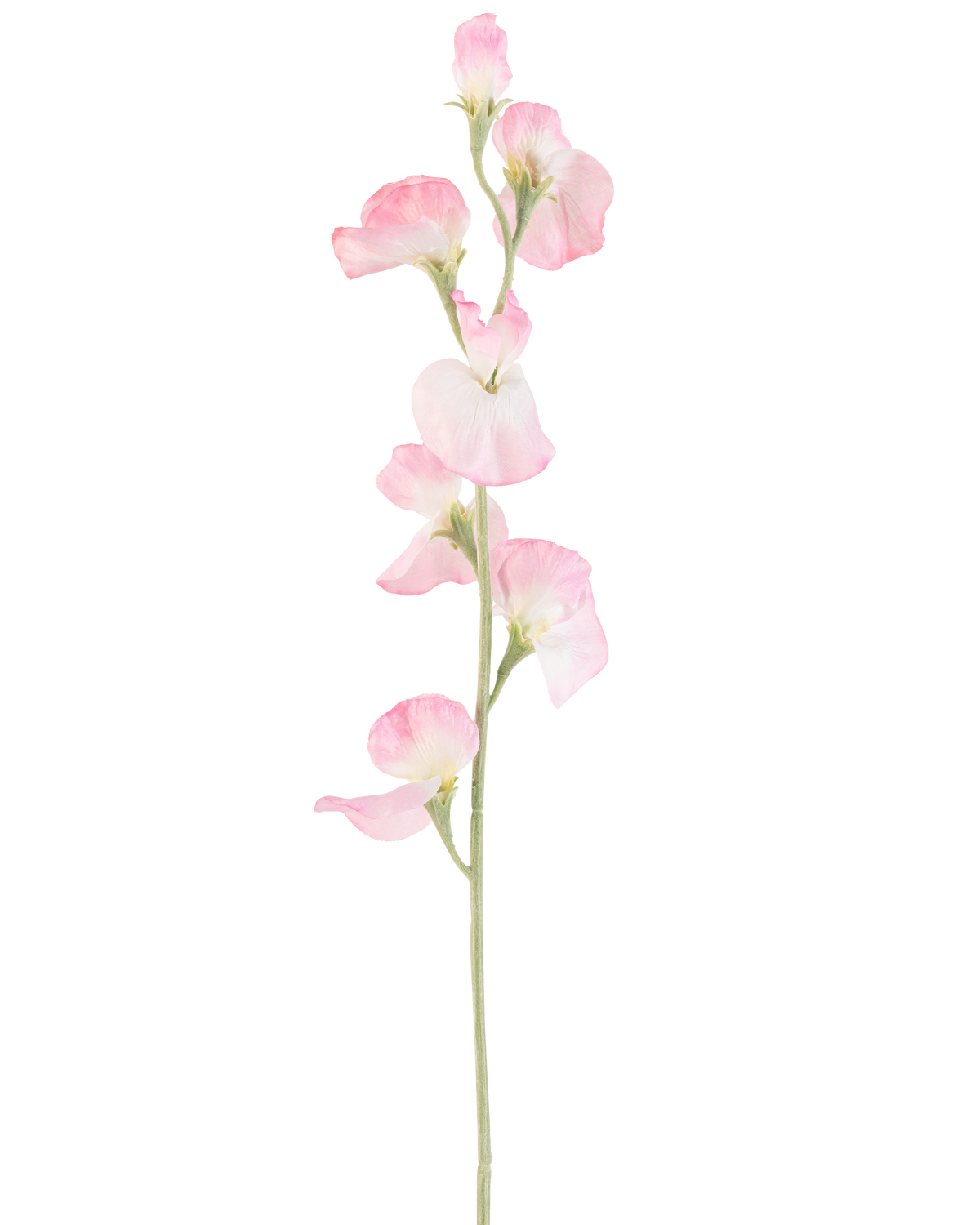 Eine einzelne künstliche Erbsenblume, 64 cm hoch, mit hellrosa Blütenblättern und einem hellgrünen Stiel, isoliert auf weißem Hintergrund.