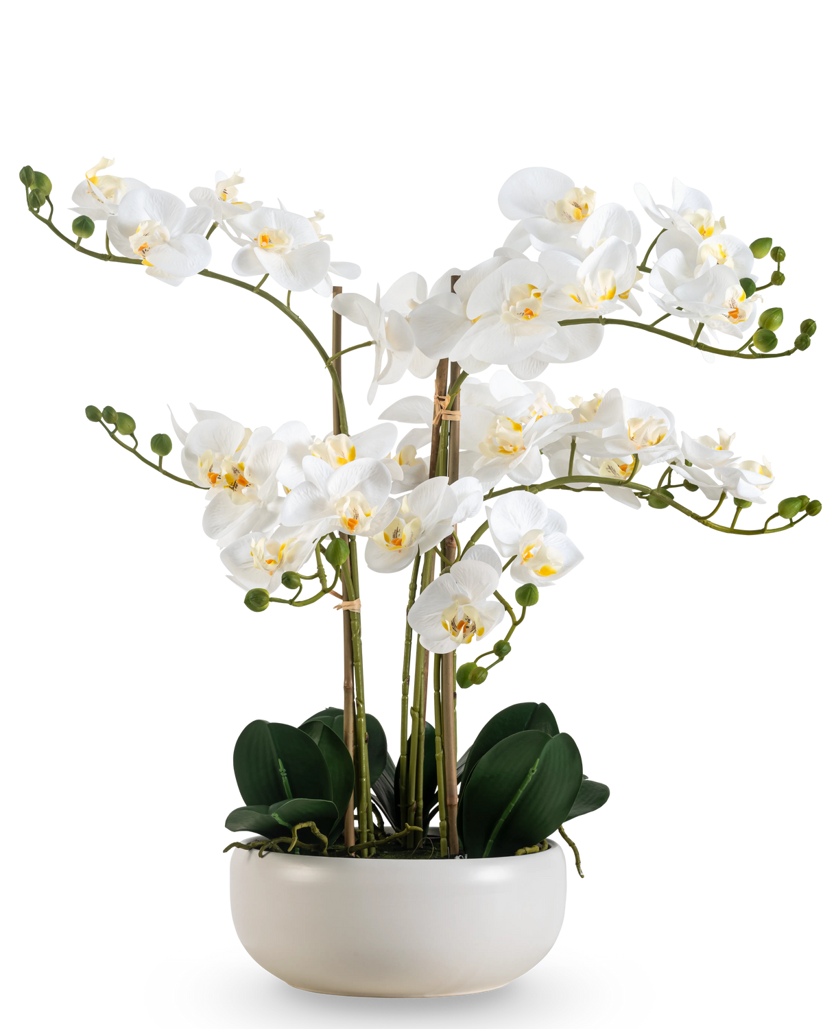 Eine künstliche Orchidee Real Touch 50 cm in Weiß mit mehreren Blüten und Knospen, elegant präsentiert in einem passenden weißen Topf.