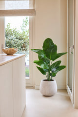 Eine künstliche Strelitzia Real Touch Deluxe-Pflanze von 120 cm in sattem Grün steht auf einem hellen Boden neben einer Glastür in einem hellen, modernen Raum mit neutralen Wänden und einer Holztheke.