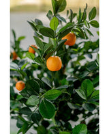 Eine Nahaufnahme des künstlichen Orangenbaums 120 cm zeigt leuchtend orangefarbene Früchte zwischen glänzend grünen Blättern, mit einem unscharfen Hintergrund, der das realistische, lebendige Aussehen des künstlichen Baums betont.