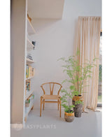 In einem hellen Raum sind neben einem bodentiefen Fenster mit beigen Vorhängen ein Holzstuhl, ein Bücherregal und drei grüne Topfpflanzen – darunter die auffällige Kunstfarnpflanze 120 cm – arrangiert. Der Raum strahlt Ruhe und Minimalismus aus und eignet sich perfekt für den Einsatz wunderschöner Zimmerpflanzen oder einer eleganten Kunstpflanze wie dem 120 cm großen Kunstfarn.