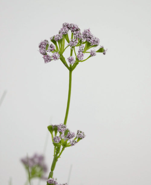 Der 100 cm große feuerhemmende Kunstrasen-Lauchblumen-Zwiebelgrastopf hat einen einzelnen grünen Stiel mit Büscheln kleiner, zarter hellvioletter Blüten, die vor einem schlichten weißen Hintergrund abgebildet sind.