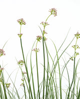 Der Kunstrasen-Lauchblumen-Zwiebel-Grastopf 120 cm hat hohe, schlanke grüne Stiele mit Büscheln hellrosa Blüten und grasähnlichen Blättern. Diese künstliche Pflanze ist feuerhemmend und wird für ein natürliches Aussehen in einem eleganten Topf geliefert.