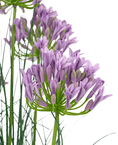 Der violette Agapanthus-Zwiebelgrastopf mit feuerfestem Kunstrasen (90 cm) hat einen Strauß lilafarbener künstlicher Agapanthus-Blüten mit schlanken grünen Stielen und dünnen Blättern vor einem weißen Hintergrund.