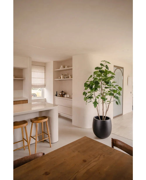 Eine moderne Küche mit hellen Wänden, Holzhockern auf der Arbeitsplatte, offenen Regalen mit Geschirr, einer künstlichen Ficus-Pflanze 210 cm, die für viel Grün sorgt, und einem Esstisch aus Holz mit Stühlen. Der Raum ist hell und bietet natürliches Licht.