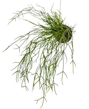 Die künstliche Hängepflanze Gras auf Kugel 48 cm hat lange, dünne, grüne, grasähnliche Stängel in einem kleinen Erdklumpen vor einem weißen Hintergrund.