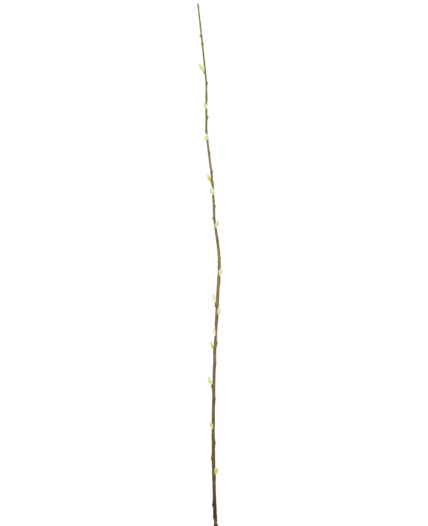 Die künstliche Blumen-Salix-Weide 150 cm ist ein einzelner schlanker Zweig mit kleinen Knospen entlang der Länge vor einem schlichten weißen Hintergrund.