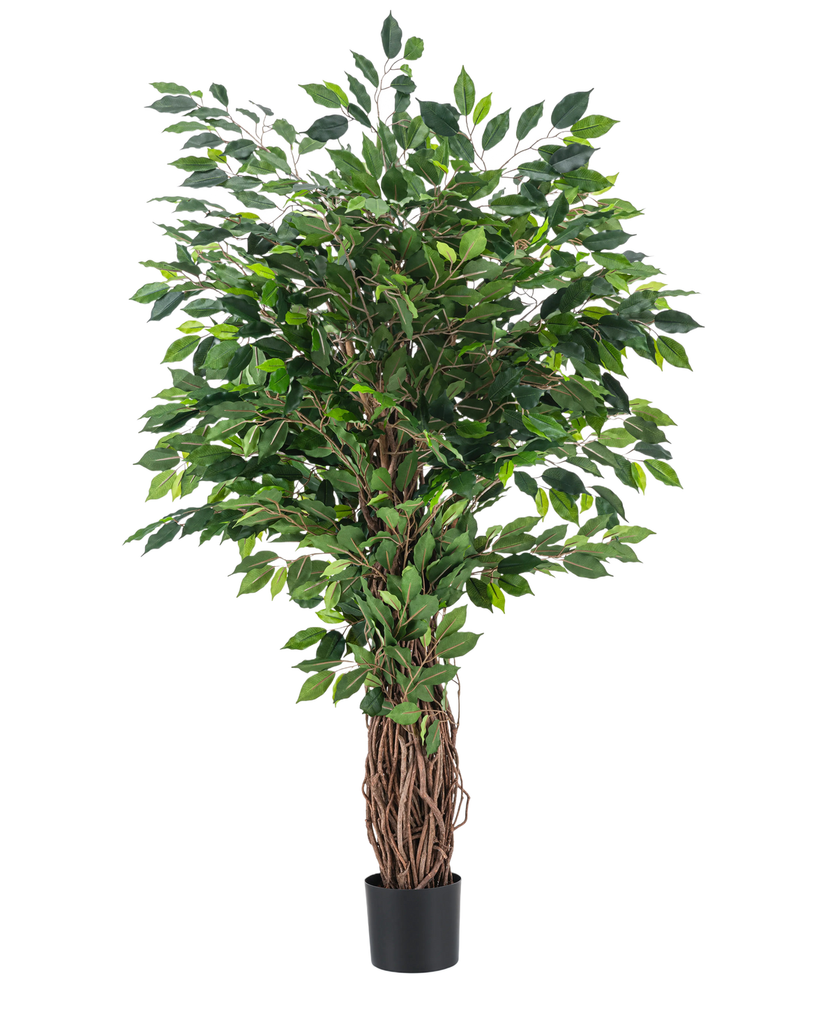 Die Kunstpflanze Ficus Tropical Liana 150 cm ist ein hoher Kunstbaum mit geflochtenem Stamm und dichten grünen Blättern, der in einem kleinen schwarzen Topf vor einem schlichten weißen Hintergrund präsentiert wird.