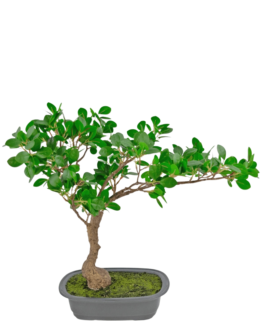 Die Kunstpflanze Bonsai Ficus 40 cm hat einen schlanken, gebogenen Stamm mit dichten grünen Blättern in einem flachen rechteckigen Topf mit Moos darauf, vor einem weißen Hintergrund.