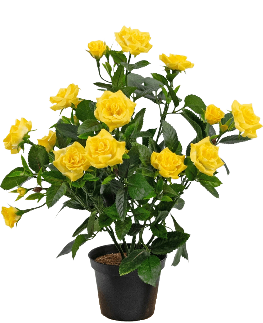 Die künstliche Pflanze Mini Rose UV 35 cm gelb ist eine künstliche Topfpflanze mit mehreren Stielen leuchtend gelber Rosen und grünen Blättern, die in einem kleinen schwarzen Behälter vor einem einfachen Hintergrund präsentiert wird.