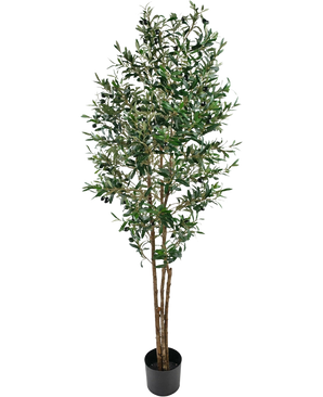 Der künstliche Olivenbaum UV 180 cm ist ein hoher künstlicher Olivenbaum mit schlanken Zweigen und grünen Blättern, UV-beständig, in einem einfachen schwarzen Topf geliefert und wunderschön vor einem weißen Hintergrund hervorgehoben.