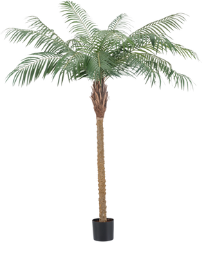 Die Kunstpflanze Phönixpalme De Luxe 180 cm hat federleicht grüne Blätter und einen braunen Stamm mit Struktur in einem kleinen schwarzen Topf und bringt tropische Atmosphäre in jeden Raum.