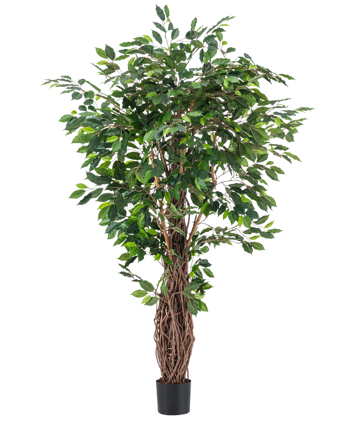 Die Kunstpflanze Ficus Tropical Liana 180 cm hat dichte grüne Blätter und mehrere ineinander verschlungene braune Stängel in einem kleinen schwarzen Topf, was sie zu einem auffälligen Akzent für jeden Raum vor einem schlichten weißen Hintergrund macht.