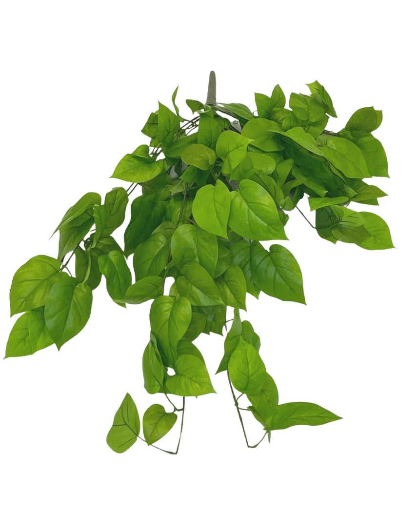 Der künstliche Pothos-Strauch Deluxe 90 cm hat leuchtend grüne, herzförmige Blätter an schlanken Stielen vor einem schlichten weißen Hintergrund.