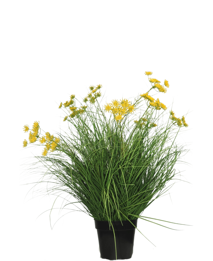 Die feuerhemmende Kunstrasenpflanze Asteraceae 70 cm hat lange, dünne grüne Blätter und Büschel kleiner gelber Blüten in einem schwarzen Topf, eine pflegeleichte Kunstrasenpflanze vor einem schlichten weißen Hintergrund.