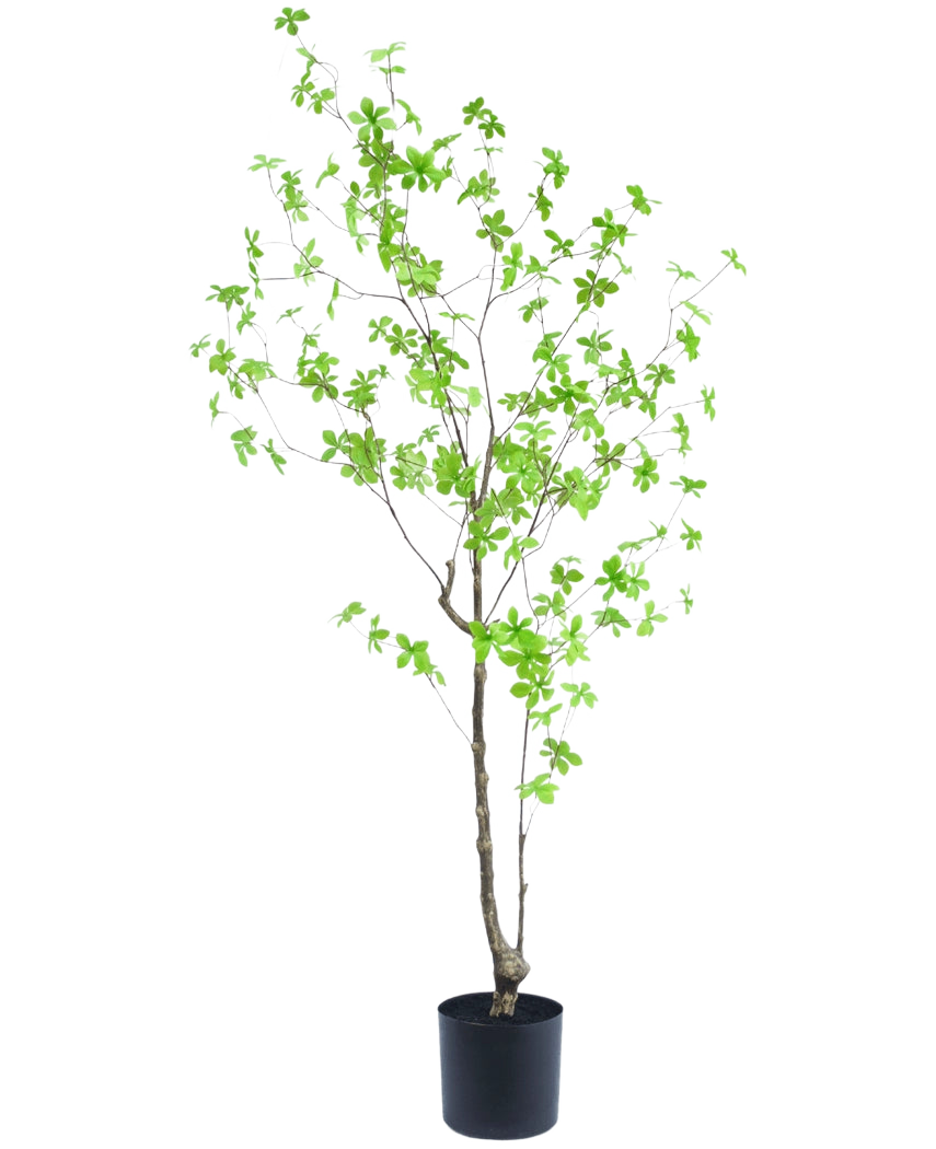 Die Kunstpflanze Enkianthus 150 cm ist eine hohe Topfpflanze mit dünnen Zweigen und kleinen, hellgrünen Blättern vor einem schlichten weißen Hintergrund.