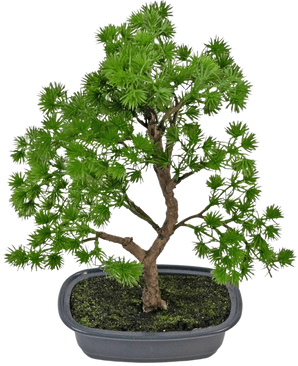 Die Kunstpflanze Bonsai Wacholder 30 cm hat dichte hellgrüne Blätter und einen gedrehten Stamm, in einem flachen grauen Topf mit dunkler Erde, vor einem schlichten weißen Hintergrund.