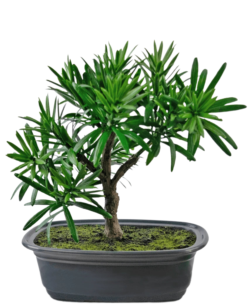 Die Kunstpflanze Bonsai Podocarpus 20 cm hat dichte grüne Blätter und einen schlanken Stamm in einem flachen ovalen schwarzen Topf mit Mooserde vor einem weißen Hintergrund.