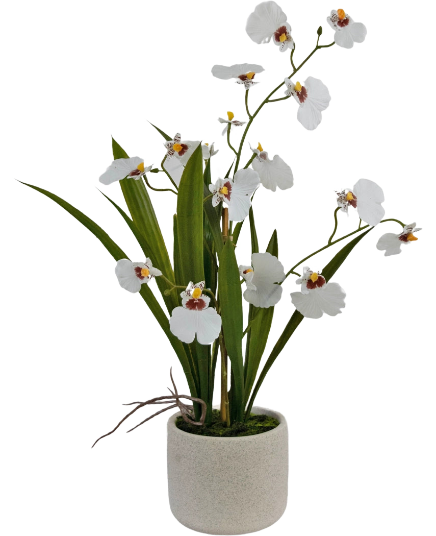 Das künstliche Oncidium Real Touch 48 cm weiß hat lebensechte weiße Orchideen mit grünen Blättern, wunderschön arrangiert in einem schlichten, runden, hellen Keramiktopf.