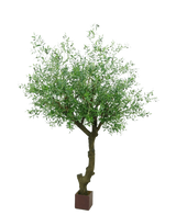 Der künstliche Olivenbaum mit Oliven 270 cm hat einen gedrehten Stamm und dichte grüne Blätter und steht in einem kleinen quadratischen braunen Topf vor einem weißen Hintergrund.