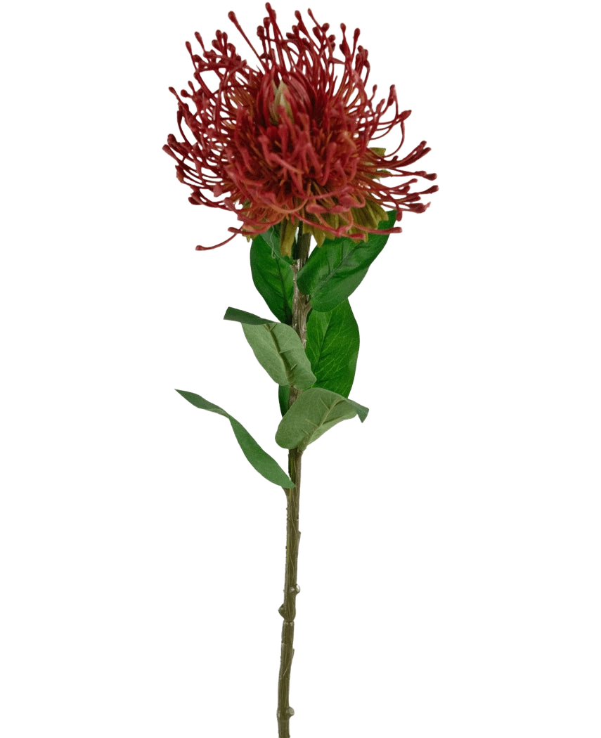 Die künstliche Blume Protea 73 cm rot besteht aus einem einzelnen roten Nadelkissen-Protea mit stacheligen Blütenblättern und grünen Blättern auf einem langen, dünnen Stiel vor einem weißen Hintergrund.