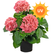 Künstliche Blumen UV