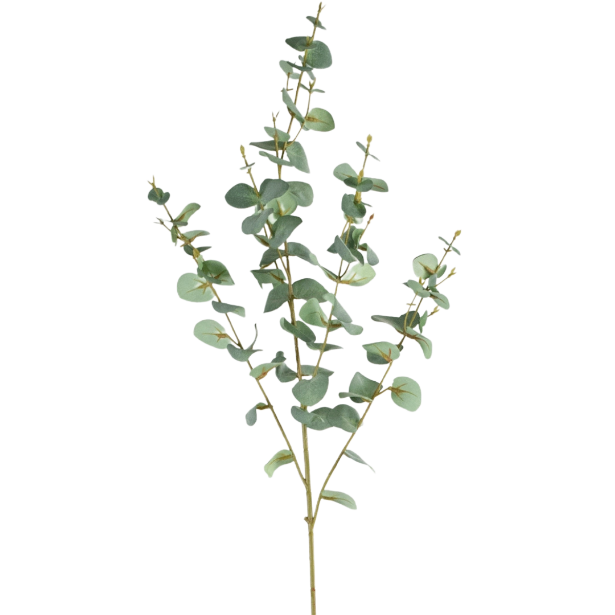 Eukalyptus Künstlich
